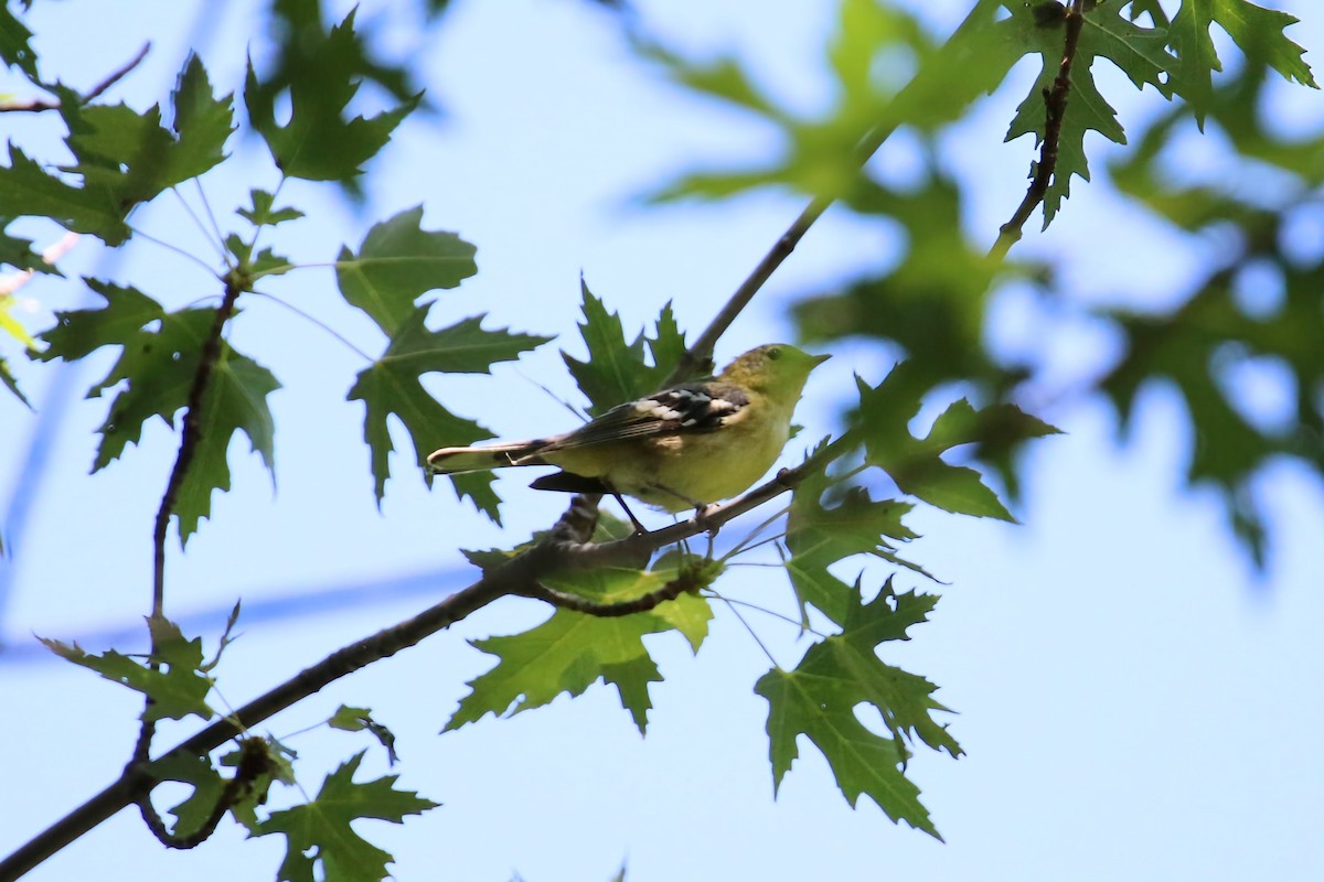 Bay-breasted Warbler - ML608290114