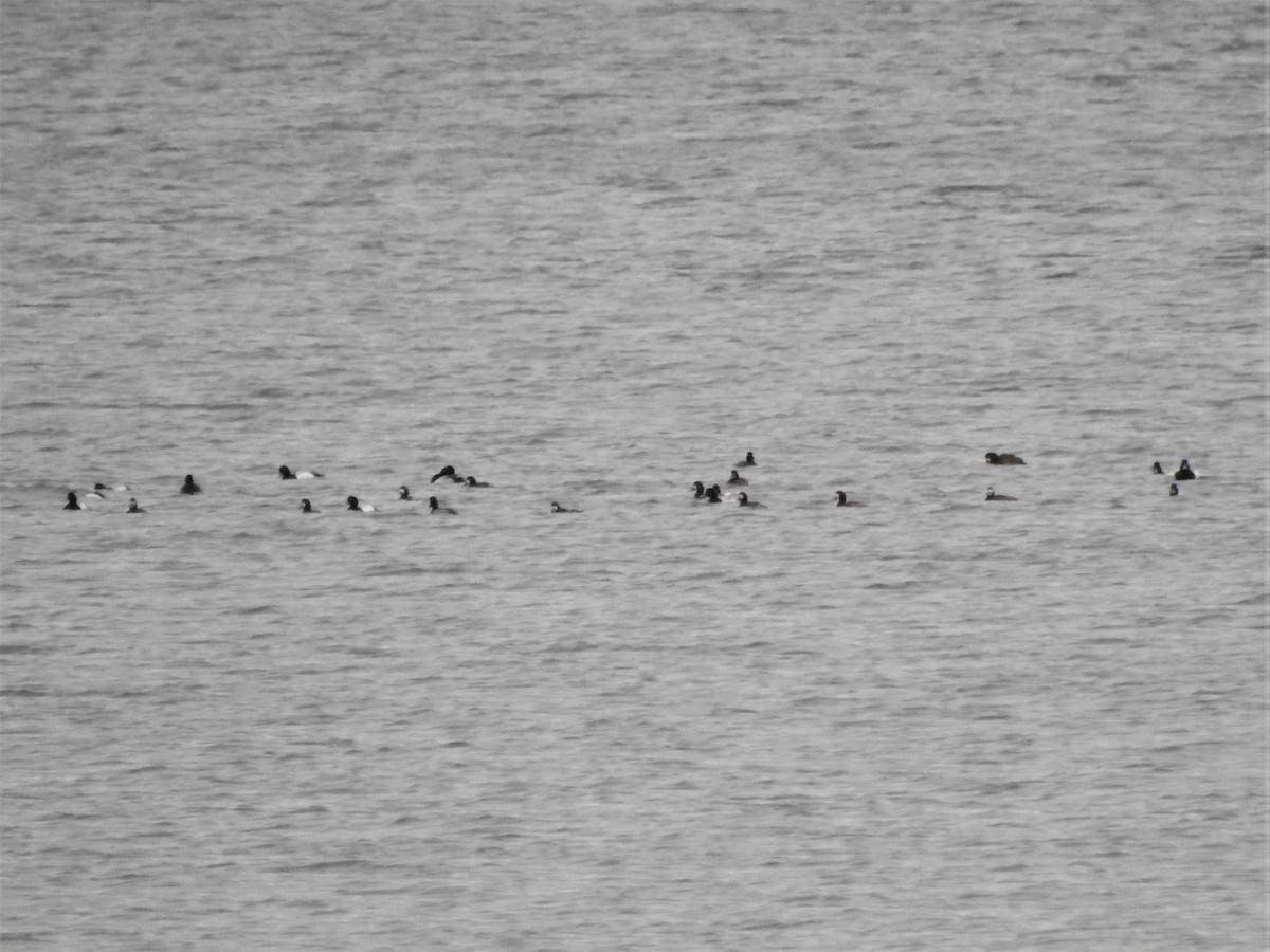 Greater Scaup - ML608291984