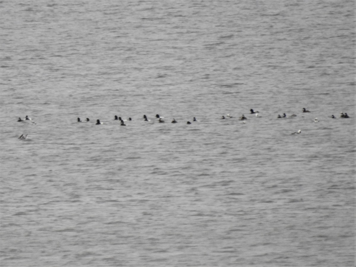 Greater Scaup - ML608292013