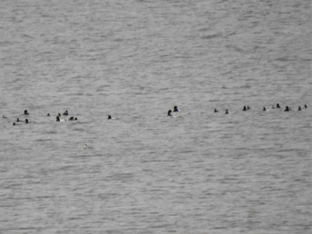 Greater Scaup - ML608292017