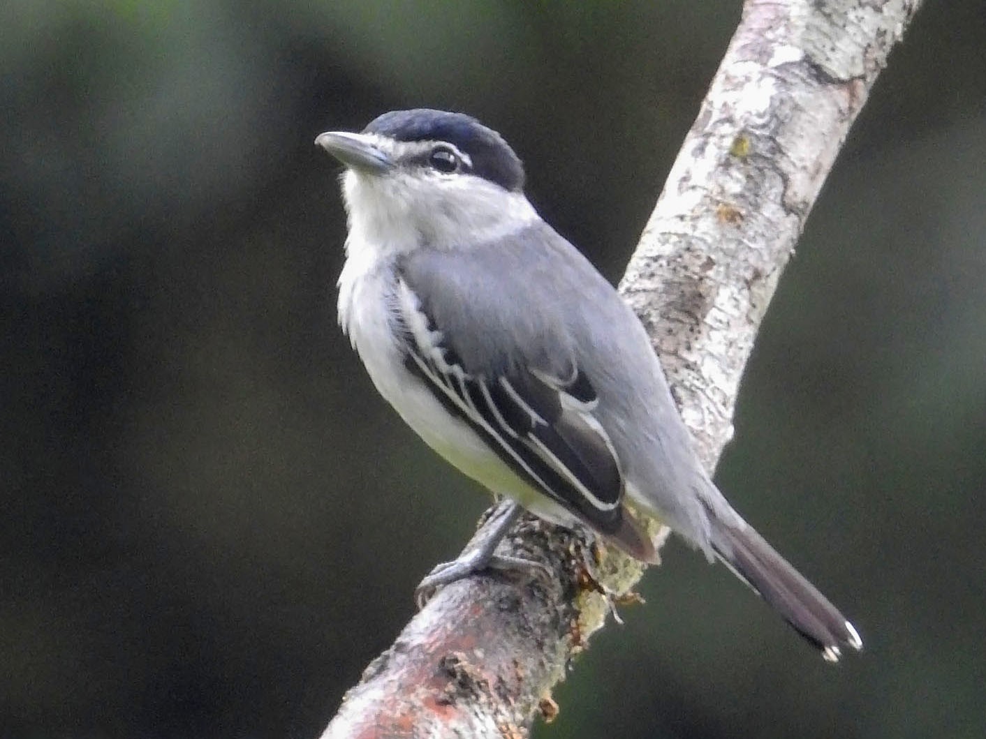 Black-and-white Becard - eBird