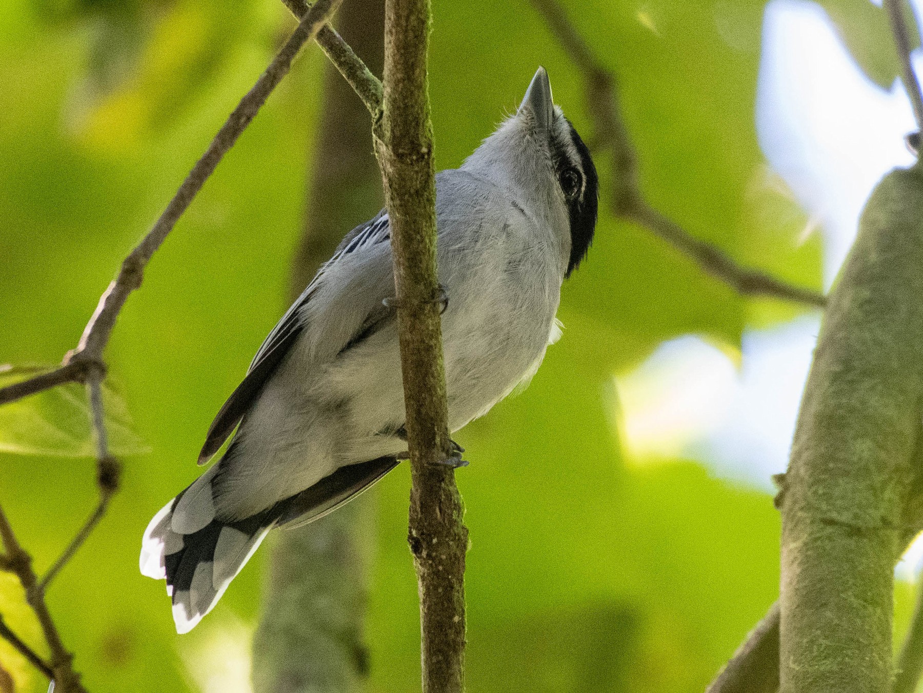 Black-and-white Becard - eBird