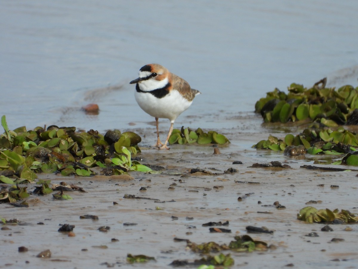 Collared Plover - ML608292344