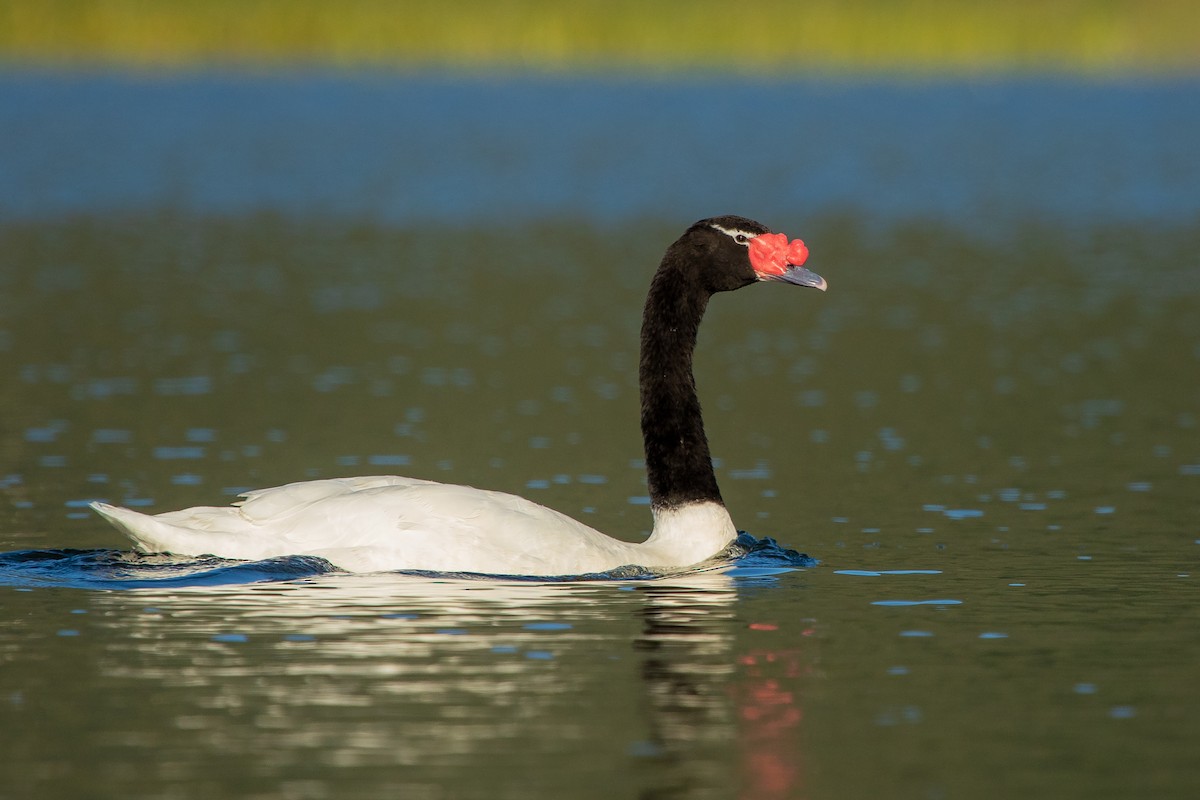 Black-necked Swan - ML608292554