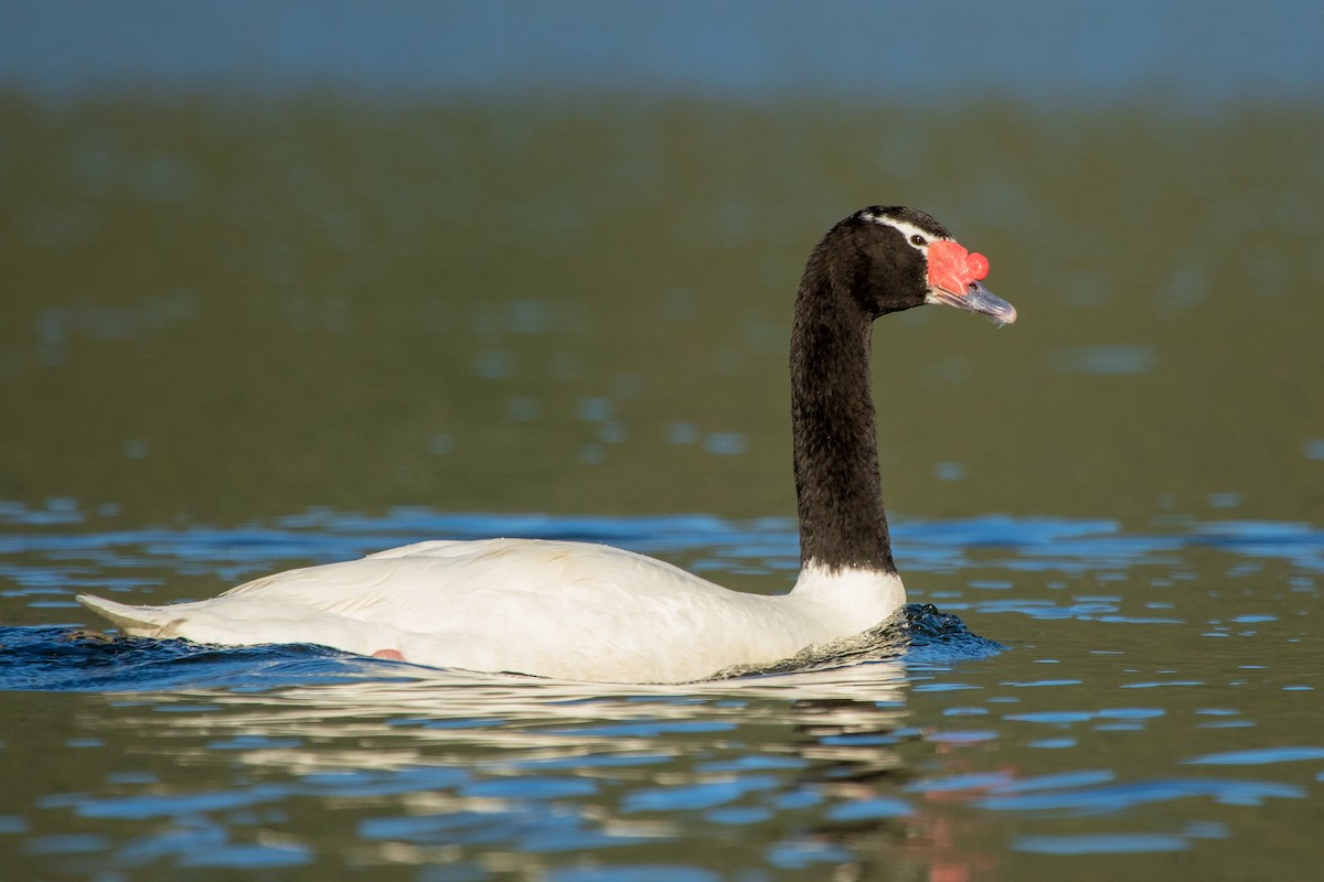 Black-necked Swan - ML608292555