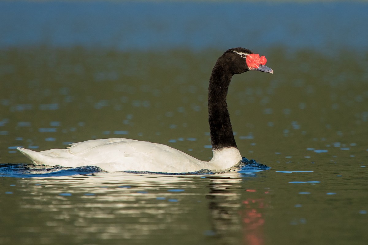 Black-necked Swan - ML608292556