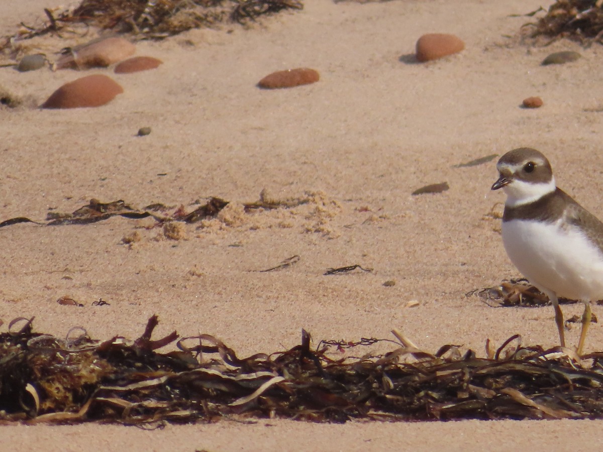 Semipalmated Plover - ML608292604