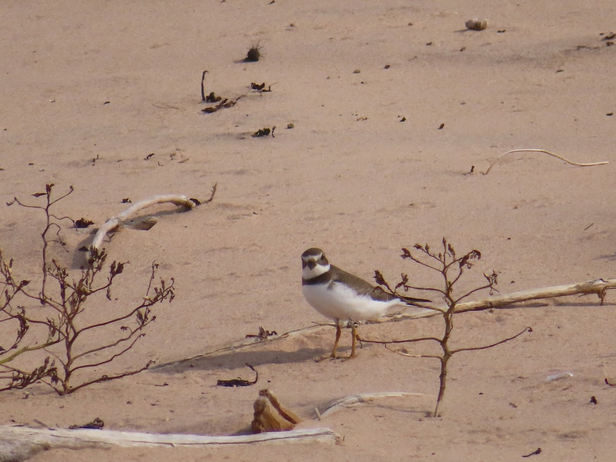 Semipalmated Plover - ML608292605