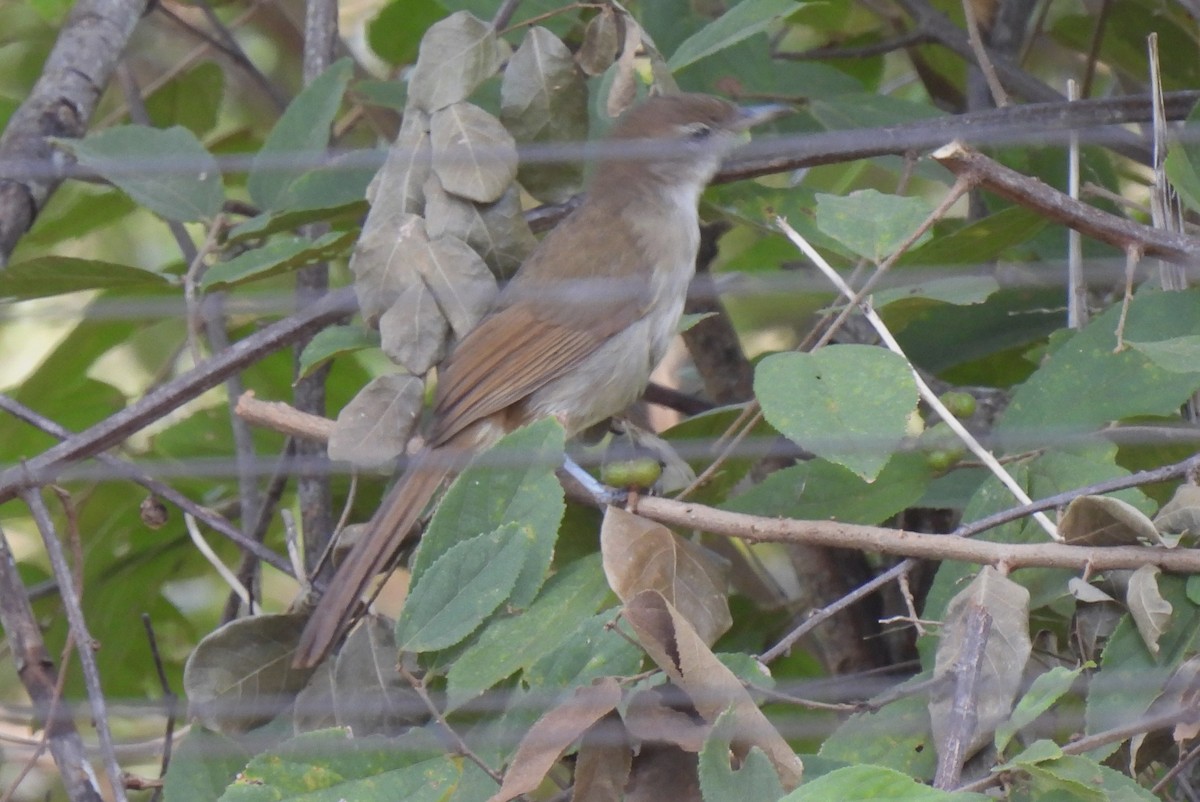 Terrestrial Brownbul - ML608293313