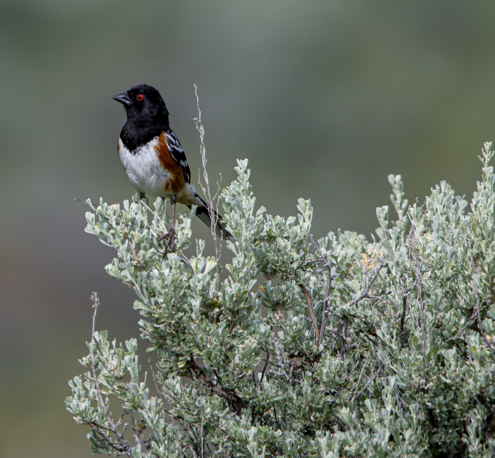 Spotted Towhee - ML608293756
