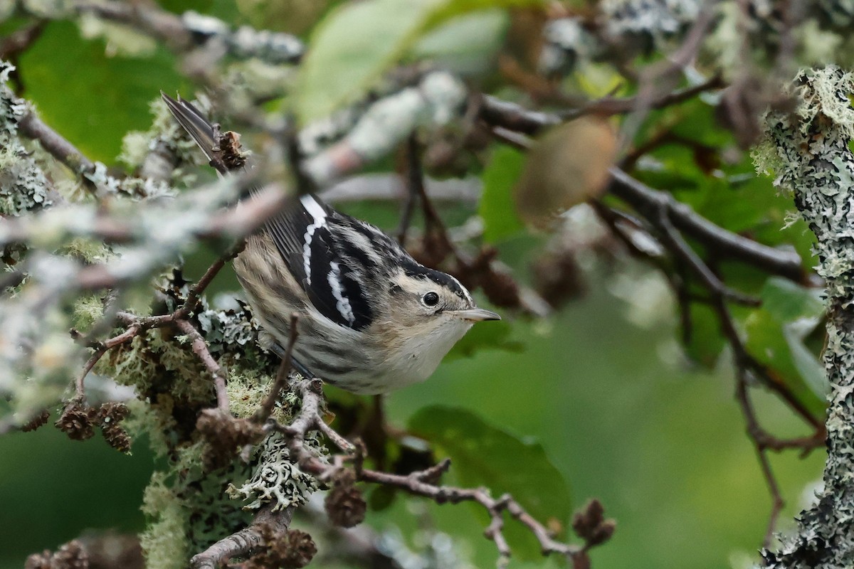 Black-and-white Warbler - ML608293859