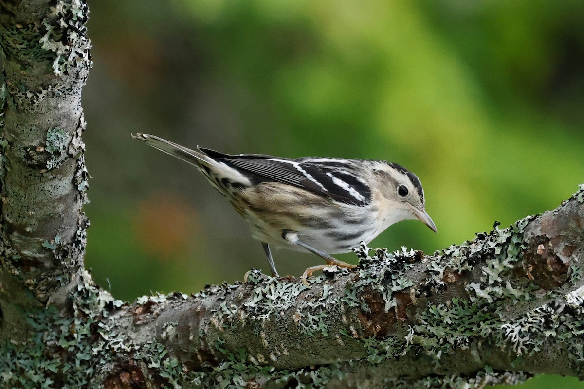 Black-and-white Warbler - ML608293860