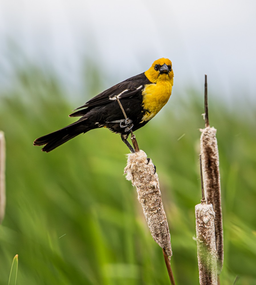 Yellow-headed Blackbird - ML608294332