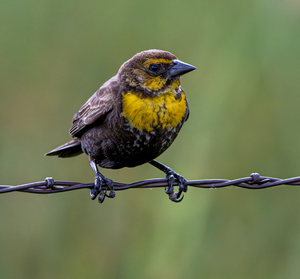 Yellow-headed Blackbird - ML608294333