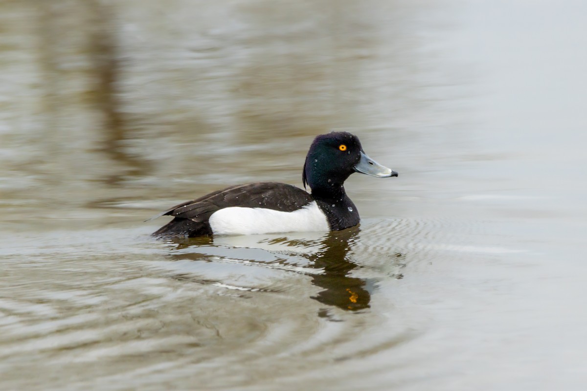 Tufted Duck - ML608294472