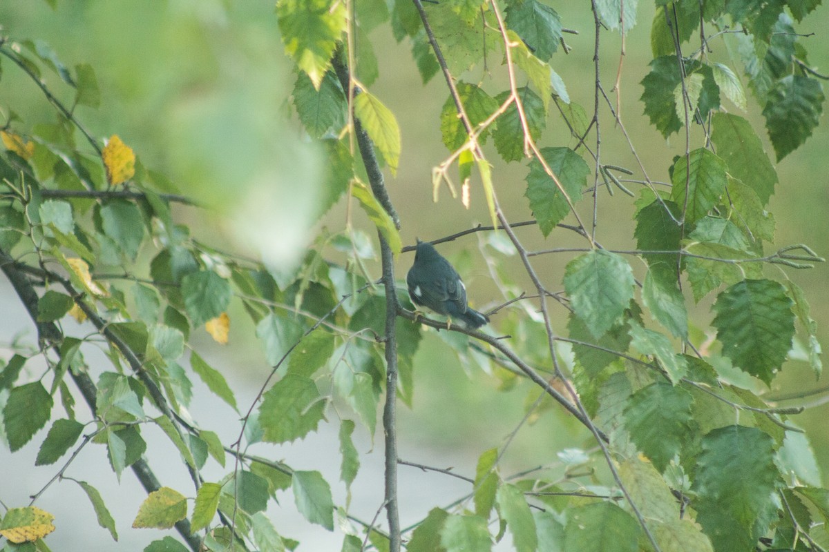 Black-throated Blue Warbler - ML608294869