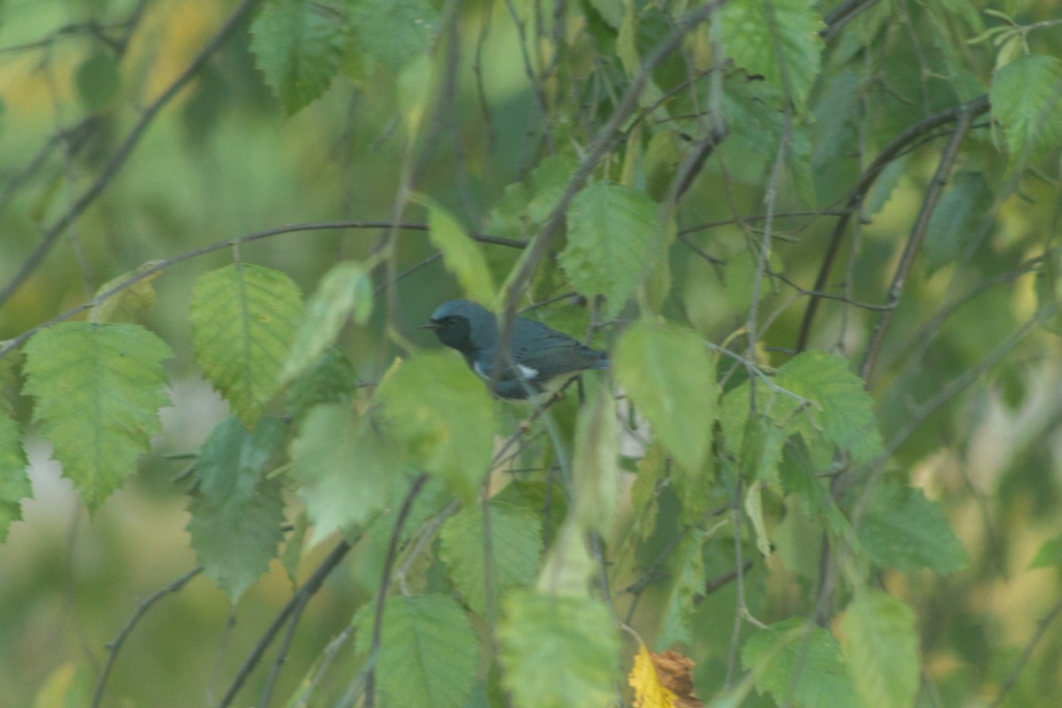 Black-throated Blue Warbler - ML608294932