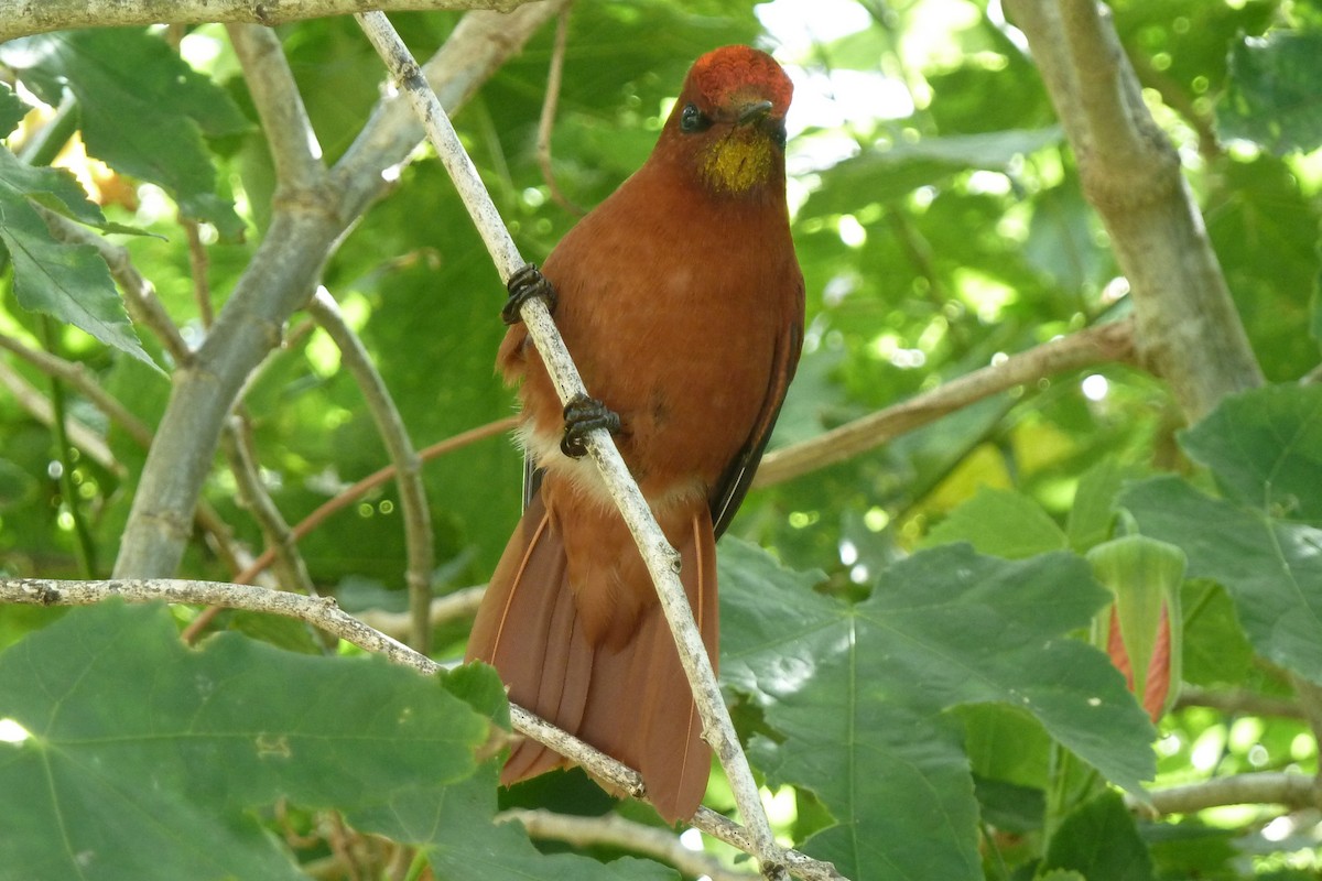 kolibřík fernandezský - ML608294944