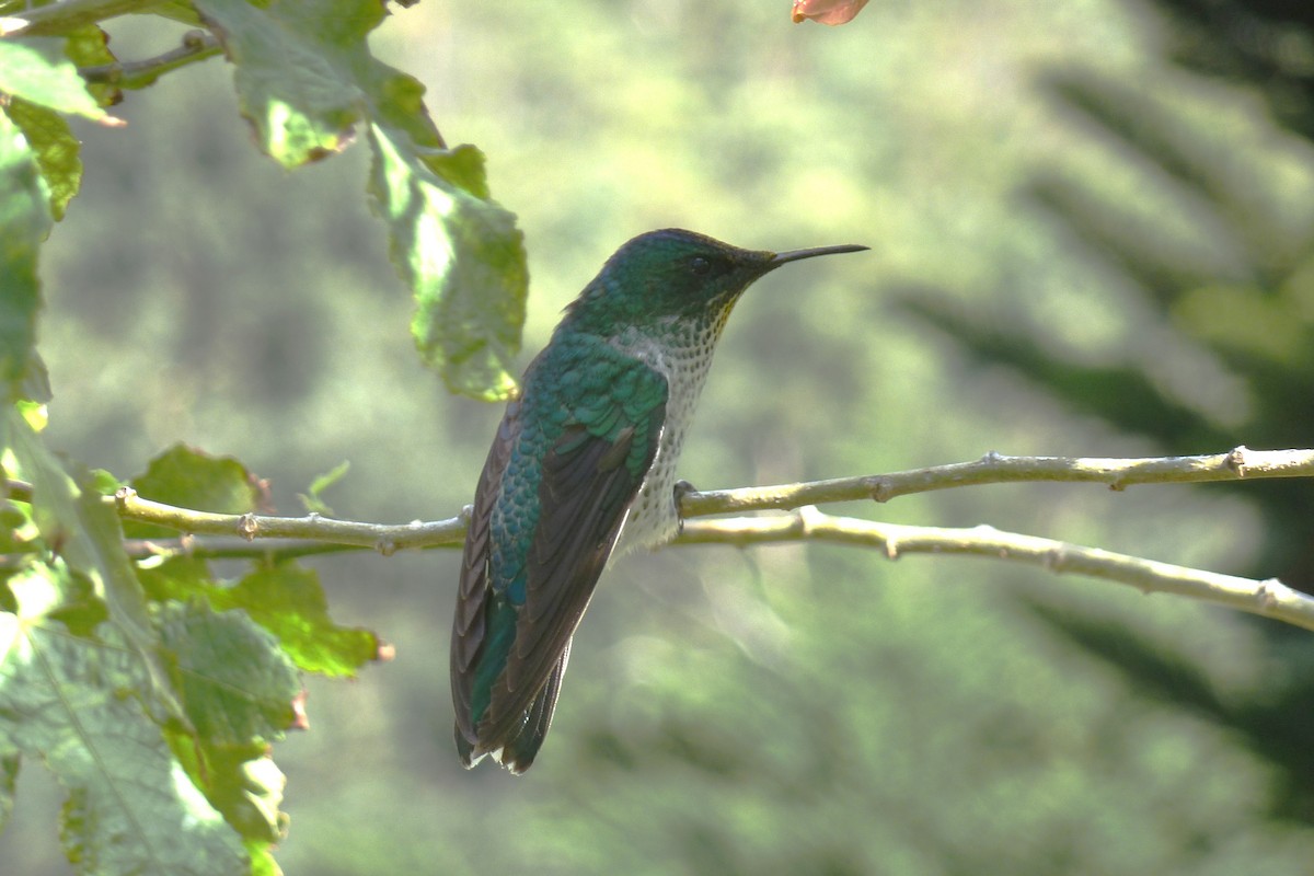 kolibřík fernandezský - ML608294946