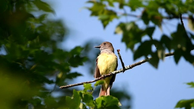 Great Crested Flycatcher - ML608294947