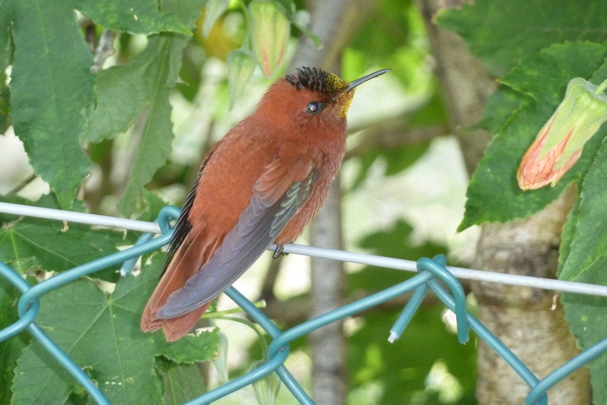 kolibřík fernandezský - ML608294954