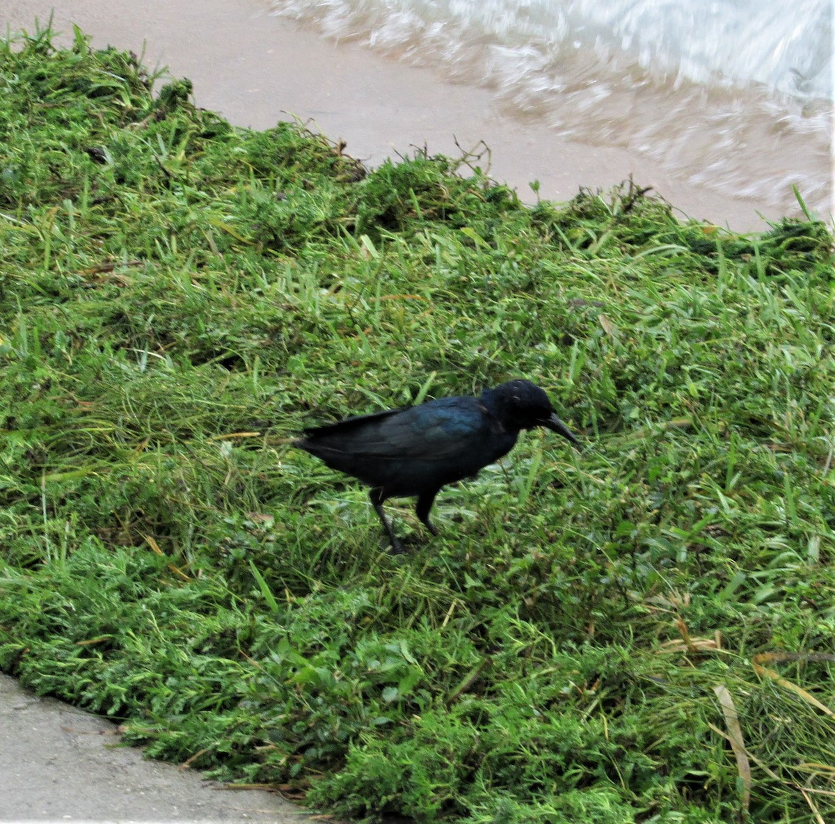 Boat-tailed Grackle - ML608295019