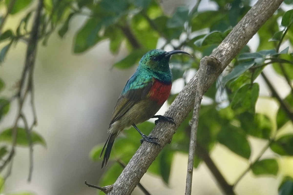 Forest Double-collared Sunbird - ML608295056