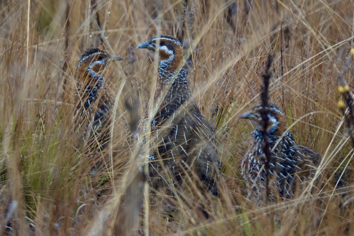 Red-winged Francolin - Donyo Gabriel