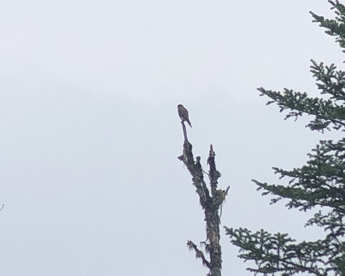 American Kestrel - ML608295388
