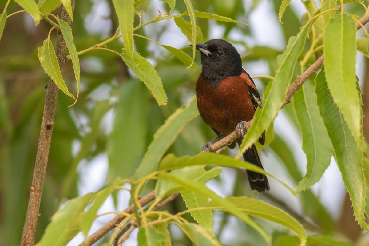 Orchard Oriole - ML608295929
