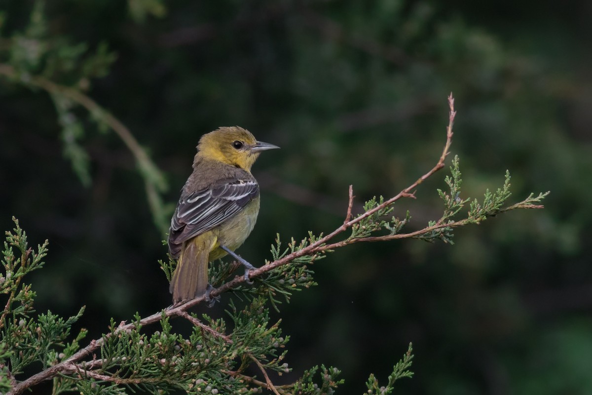 Orchard Oriole - ML608295930