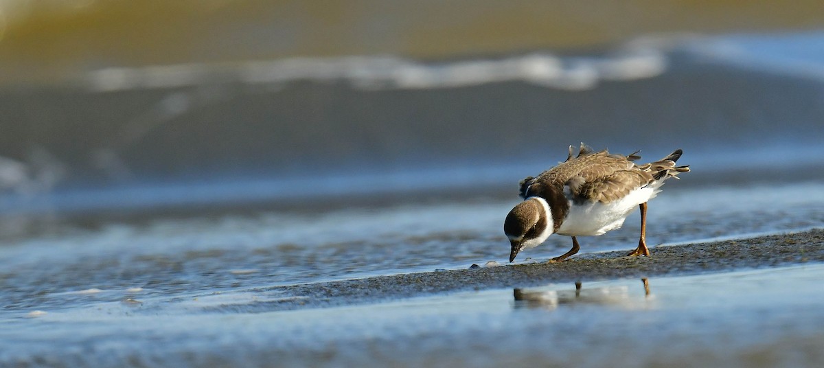 Semipalmated Plover - ML608297204