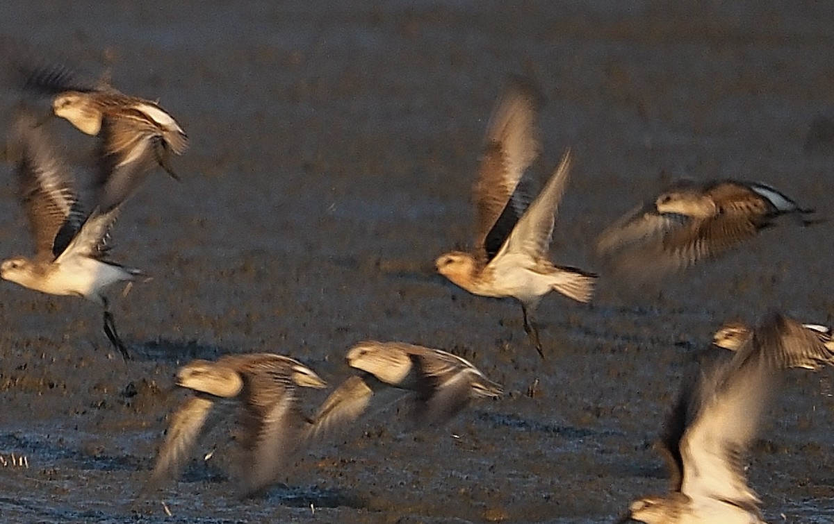 Ebird Checklist - 29 Aug 2023 - Yolo Bypass Wildlife Area - 28 Species