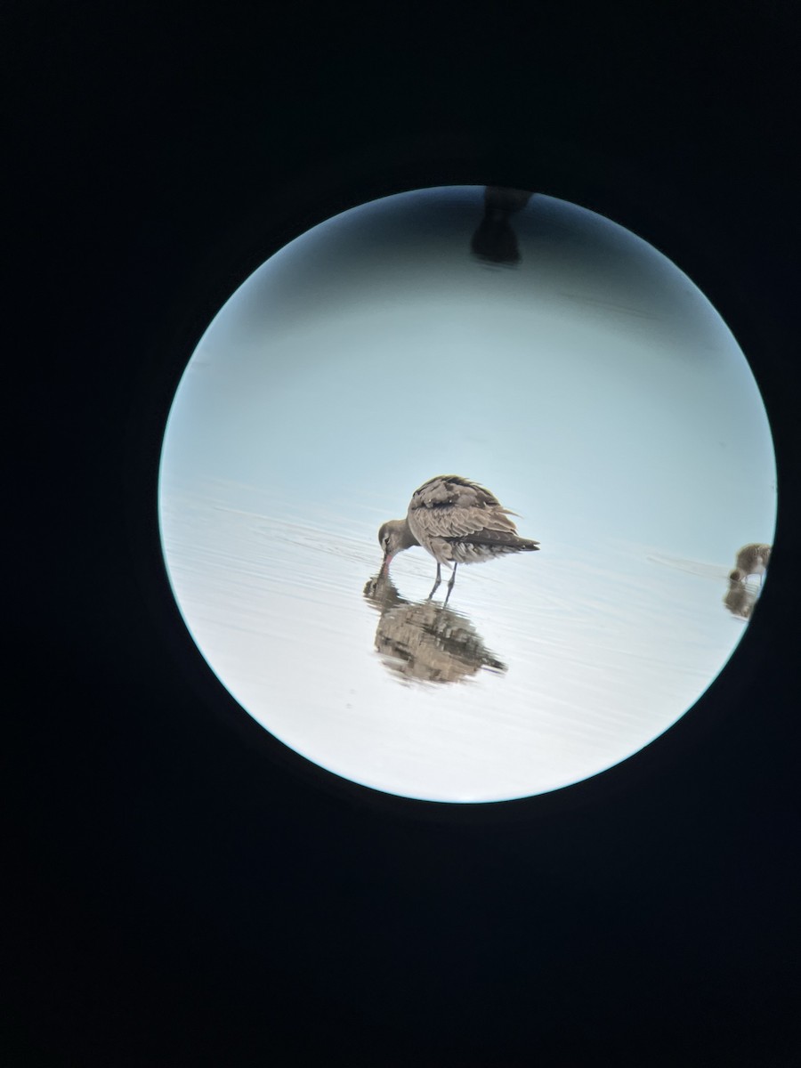 eBird Checklist 30 Aug 2023 Heckscher SP, East Islip 8 species