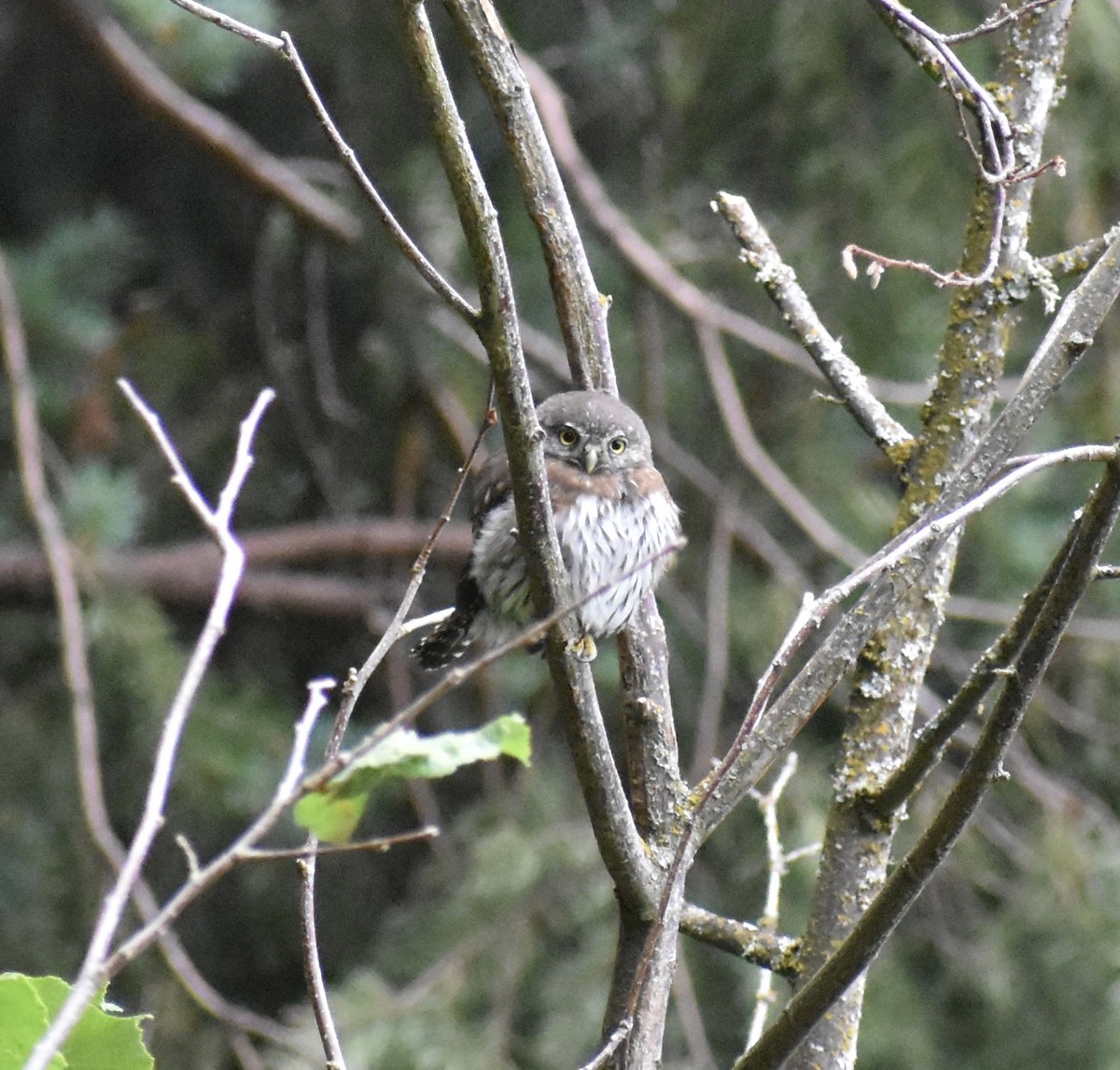 Northern Pygmy-Owl - ML608298132
