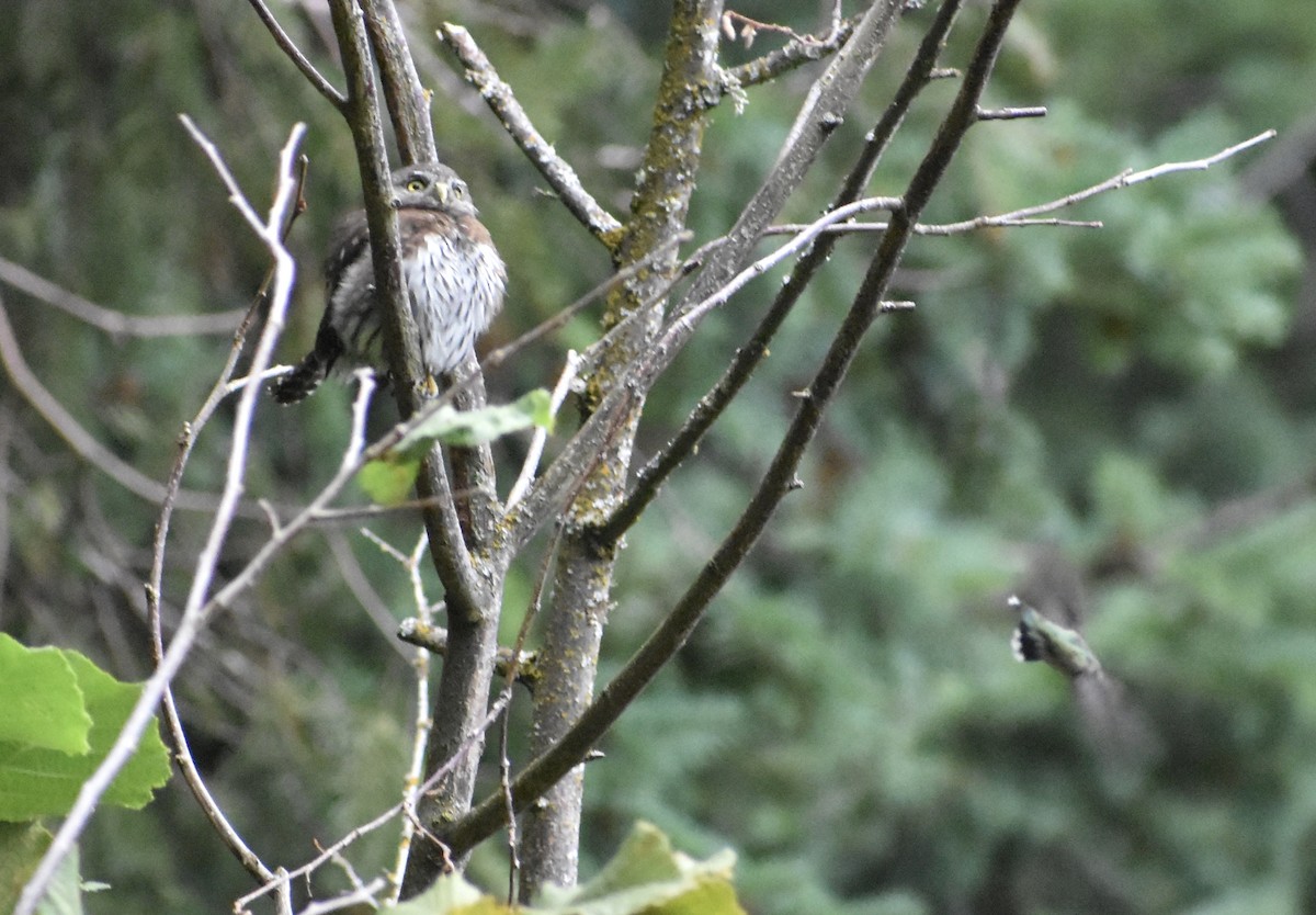 Northern Pygmy-Owl - ML608298133