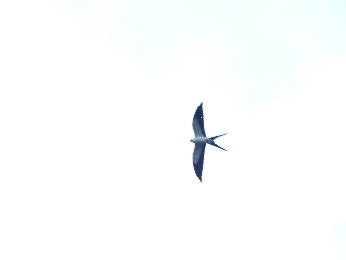 Swallow-tailed Kite - Jorge L. Peña