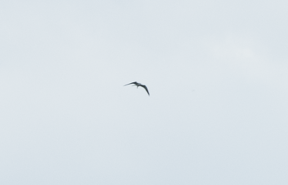Swallow-tailed Kite - ML608298362