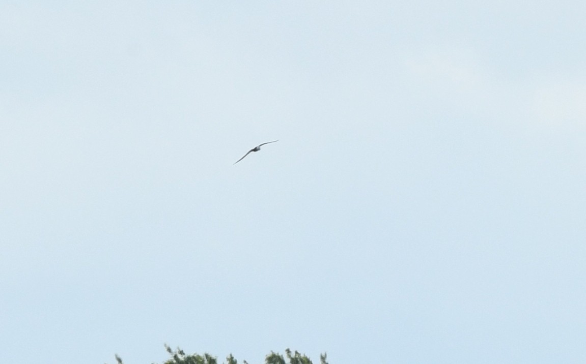 Swallow-tailed Kite - ML608298383