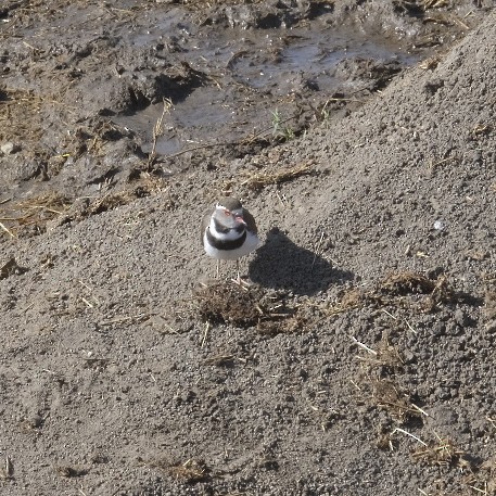 Three-banded Plover - ML608298385