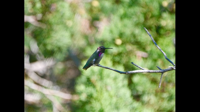 Costa's Hummingbird - ML608298473