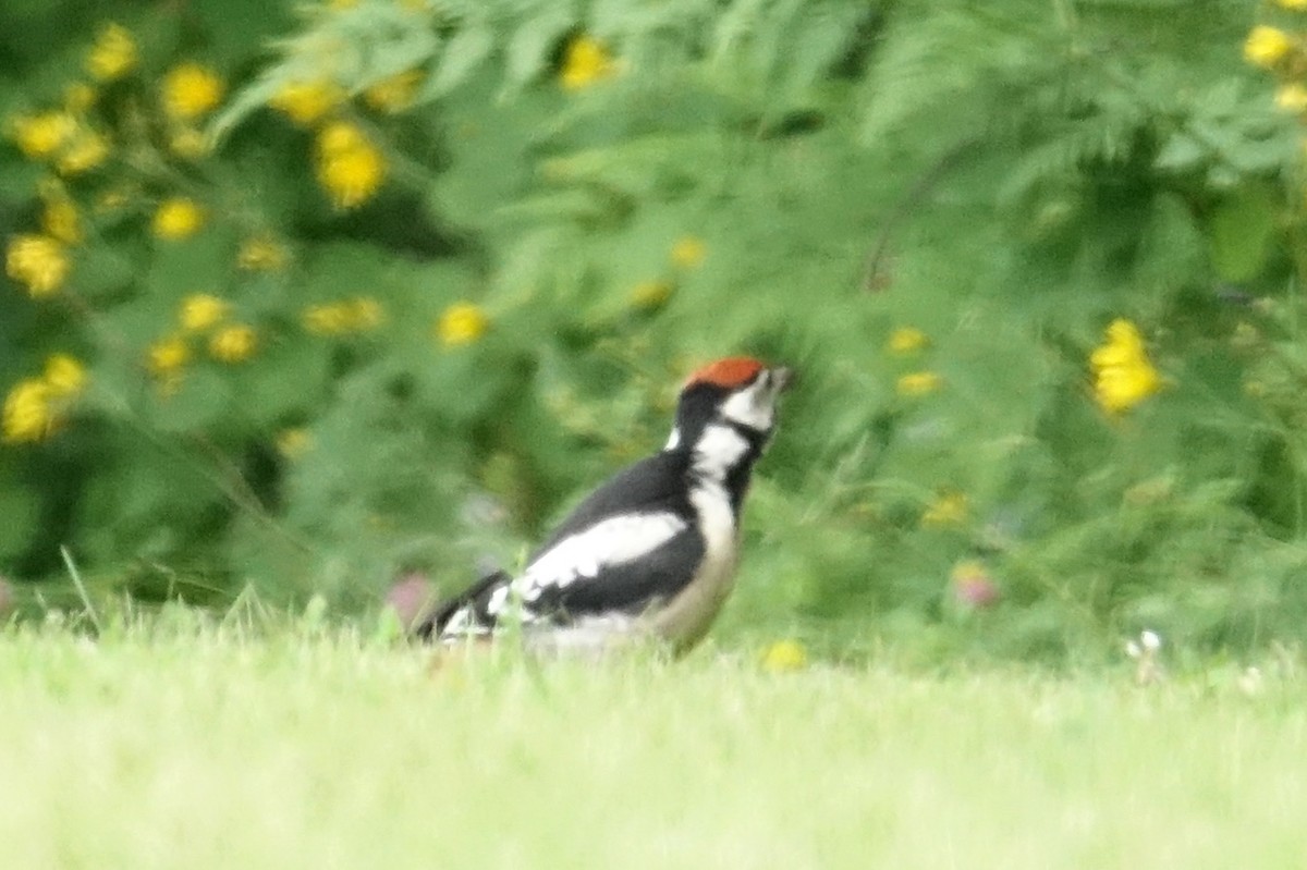 Great Spotted Woodpecker - ML608298632