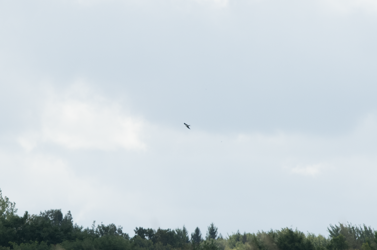 Swallow-tailed Kite - ML608298698