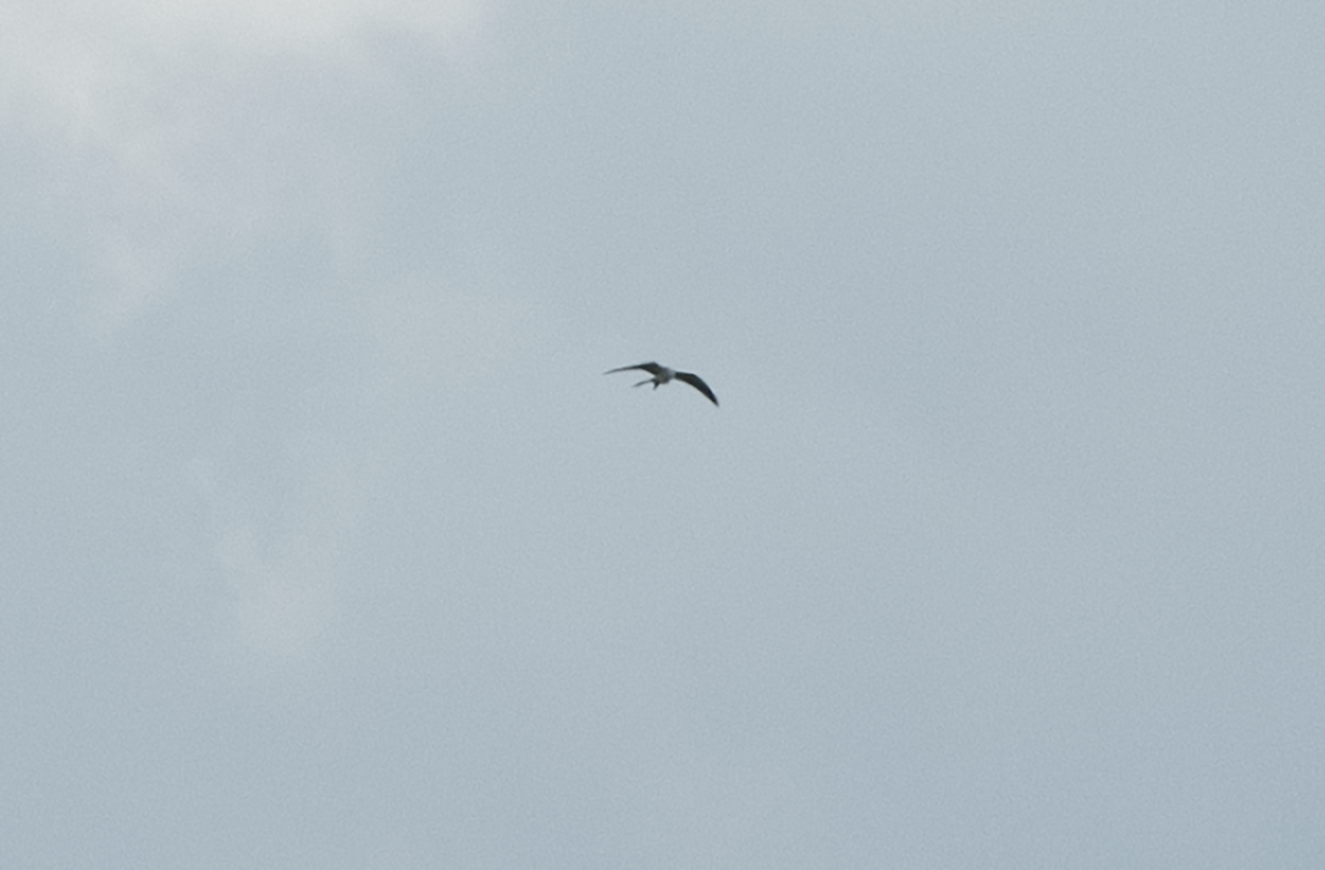 Swallow-tailed Kite - Deborah Dohne