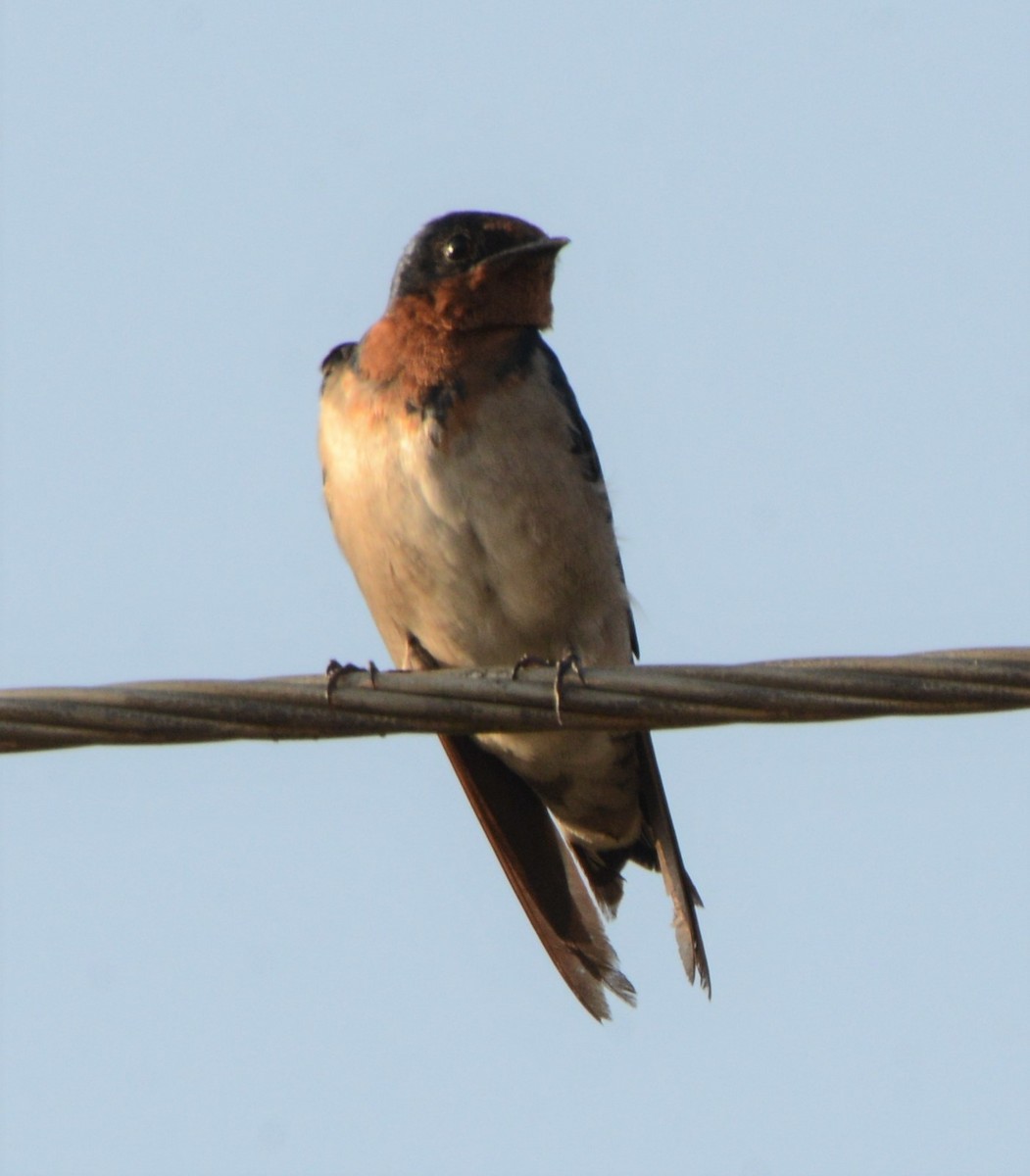 Angola Swallow - Bertina K
