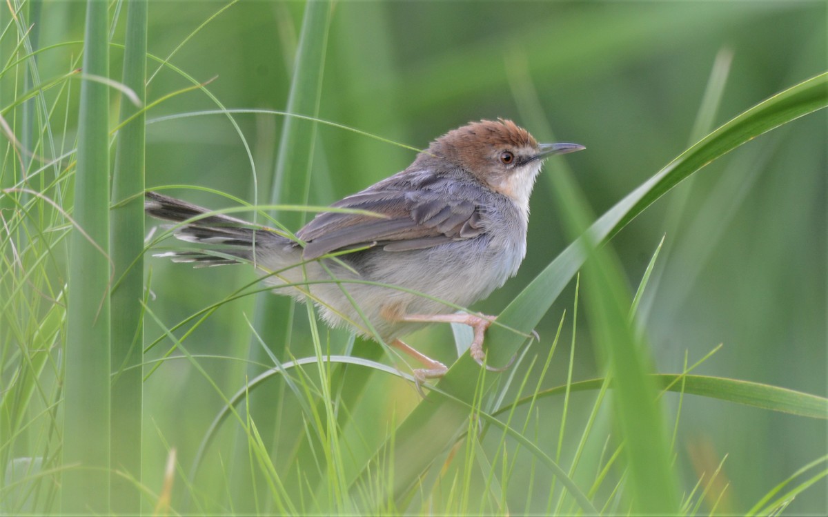 Carruthers's Cisticola - ML608298866