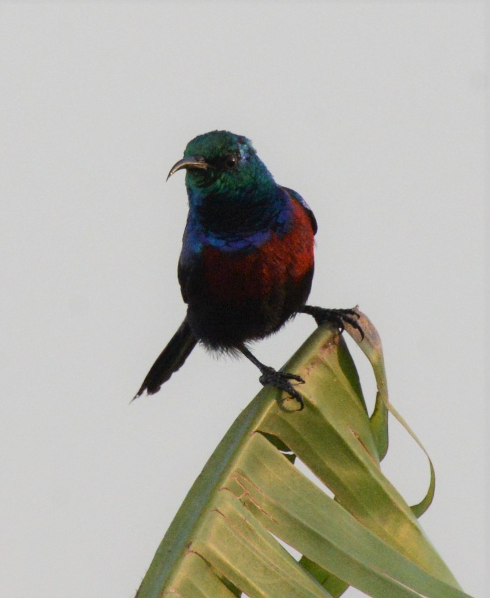 Red-chested Sunbird - ML608298958