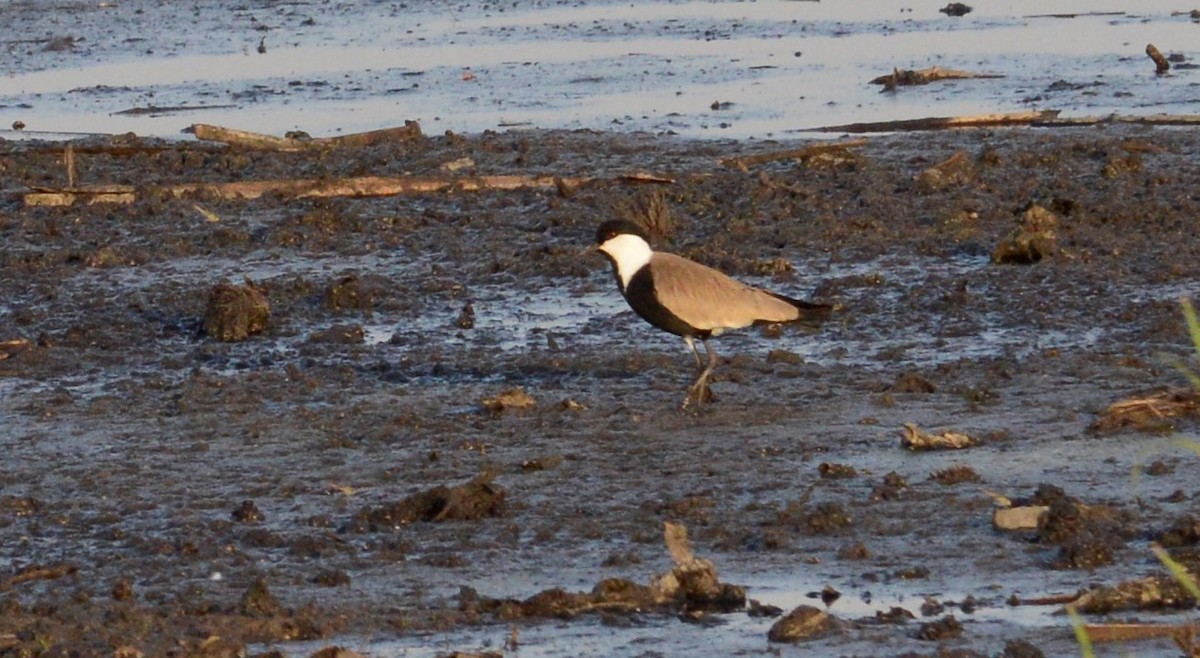 Spur-winged Lapwing - ML608298965