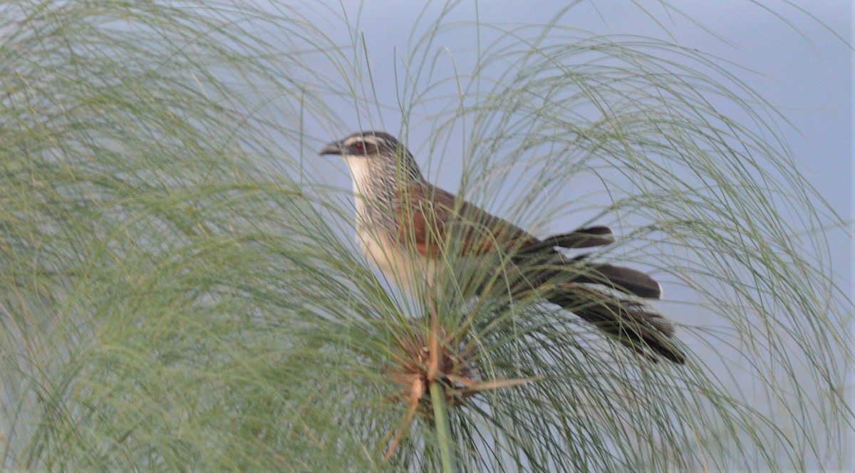 White-browed Coucal - ML608298998