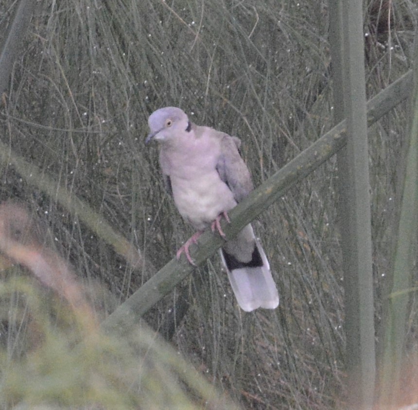 Mourning Collared-Dove - ML608299064
